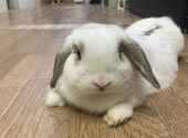 うさぎカフェ うさびび: のえるさんの2026年04月の1枚目の投稿写真