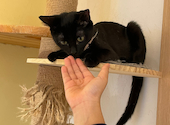譲渡型保護ねこカフェ にじのはし: じじりなさんの2024年01月11日の2枚目の投稿写真