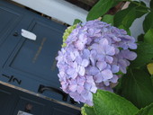 Cafe ＆ ART Space 1・1/2: 茉莉花さんの2009年06月24日の2枚目の投稿写真