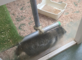 Cat&Animal Cafe Noah s Ark ノアズアーク 大阪天神橋3丁目店: あいりさんの2026年08月22日の1枚目の投稿写真