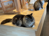Cat&Animal Cafe Noah s Ark ノアズアーク 京都水族館前店: ひろぴんさんの2025年09月08日の1枚目の投稿写真