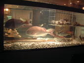 もみじ 名駅店: 裏番長さんの2007年08月07日の2枚目の投稿写真