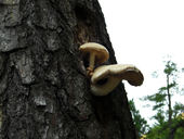 四方平: てるさんの2008年09月12日の2枚目の投稿写真