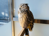 幸せのフクロウカフェchouetteシュエット 大阪心斎橋: イちゃんさんの2023年10月29日の2枚目の投稿写真