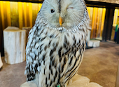 幸せのフクロウカフェchouetteシュエット 大阪心斎橋: イちゃんさんの2023年10月29日の3枚目の投稿写真