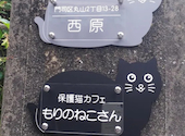 保護猫カフェ もりのねこさん: 海波さんの2026年10月02日の1枚目の投稿写真