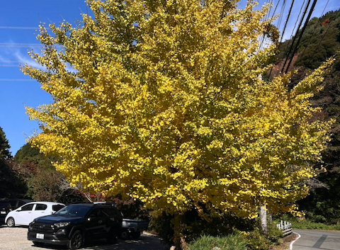 バイキングレストラン 農: 黒ネコさんの2025年11月25日の3枚目の投稿写真