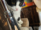 Rumah Cafe　（ルマカフェ）: ゆゆゆさんの2021年03月の1枚目の投稿写真