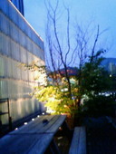 ブリティッシュ パブ モーリス レッドフォックス BRITISH PUB MORRIS 'RED FOX: 真乃さんの2009年05月28日の1枚目の投稿写真