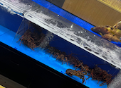 活魚 炎舞 瀬戸パーク: ひとみさんの2026年04月23日の1枚目の投稿写真