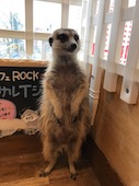 小動物カフェ ROCK STAR ロックスター 難波千日前店: もろもろさんの2019年12月01日の1枚目の投稿写真