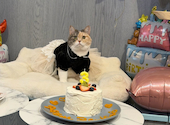 犬猫カフェ put on lap プットオンラップ 今池: おうかさんの2026年10月05日の1枚目の投稿写真