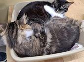 Cat&Animal Cafe Noah s Ark ノアズアーク 大阪天神橋3丁目店: ぱちたろうさんの2026年06月20日の1枚目の投稿写真