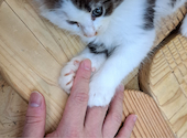 Cat&Animal Cafe Noah s Ark ノアズアーク 大阪天神橋3丁目店: ぱちたろうさんの2026年06月20日の2枚目の投稿写真