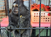 Cat&Animal Cafe Noah s Ark ノアズアーク 大阪天神橋3丁目店: ぱちたろうさんの2026年06月20日の3枚目の投稿写真