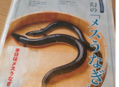 うなぎの兼光 東岡崎店: みろりんさんの2026年06月18日の3枚目の投稿写真