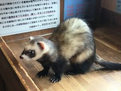 小動物カフェ ROCK STAR ロックスター 難波千日前店: ニューカジーさんの2019年04月03日の2枚目の投稿写真