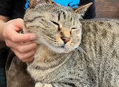 ねこ空間　チャモラ　CYAMOLA: みゃみゃさんの2023年04月の1枚目の投稿写真