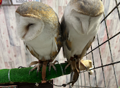 あうるぱーく フクロウカフェ 池袋西口: まろろんさんの2026年06月08日の1枚目の投稿写真