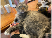 猫カフェ クラウド: sho-koさんの2025年12月19日の2枚目の投稿写真