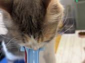 ANIMAL cafe and Bar mofutto: やとさんの2026年07月08日の2枚目の投稿写真