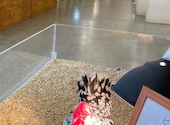 Moff animal cafe ららぽーと立川立飛店: meさんの2026年06月05日の1枚目の投稿写真