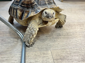 小動物カフェ ROCK STAR ロックスター なんばパークス前店: のあさんの2026年04月26日の1枚目の投稿写真