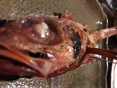 菜's サイズ: まるむさんの2017年06月26日の2枚目の投稿写真