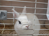 うさぎカフェ うさびび: ゆきちゃんさんの2021年07月18日の2枚目の投稿写真