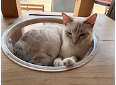 Cat&Animal Cafe Noah s Ark ノアズアーク 京都水族館前店: くーさんの2026年08月25日の1枚目の投稿写真