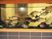 瀬戸内海鮮料理 いけす道楽: 犬人さんの2015年04月26日の3枚目の投稿写真