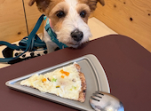 DOG GOODS&CAFE SHEi ドッググッズアンドカフェシー: SAMUさんの2026年08月27日の2枚目の投稿写真
