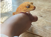 爬虫類カフェ　ROCK STAR: 幸登さんの2024年03月の1枚目の投稿写真
