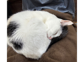 ねこ空間 チャモラ CYAMOLA: まりさんの2026年06月20日の1枚目の投稿写真