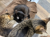 ねこ空間 チャモラ CYAMOLA: まりさんの2026年06月20日の2枚目の投稿写真