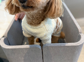 dog lounge yaburo ドッグラウンジヤブロ: kamuさんの2026年05月04日の2枚目の投稿写真