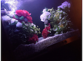 AQUA RESTAURANT&BAR LUXIS ラグシス: Shiさんの2021年09月15日の1枚目の投稿写真