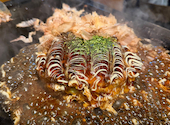 すすきの鉄板居酒屋 お好み焼きと創作もんじゃ サボテン: hさんの2026年08月04日の1枚目の投稿写真