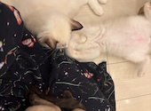 猫カフェ クラウド: せーらさんの2026年08月21日の1枚目の投稿写真