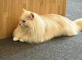 讃岐neko: くまモソさんの2026年04月28日の1枚目の投稿写真