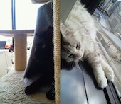 猫まるカフェ: iceteaさんの2012年09月07日の1枚目の投稿写真