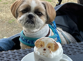 toichipancake トイチパンケーキ: かわちゃんさんの2024年03月05日の1枚目の投稿写真