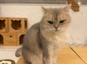 猫カフェ クラウド: なおさんの2026年03月27日の2枚目の投稿写真