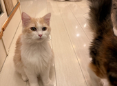 猫カフェ クラウド: なおさんの2026年03月27日の3枚目の投稿写真