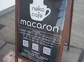 nekocafe macaron ネコカフェマカロン: Mickeyさんの2026年01月05日の2枚目の投稿写真