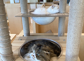 Cat Cafe MOFF グランベリーパーク店: かよさんの2026年07月07日の1枚目の投稿写真