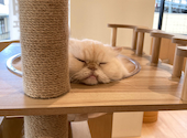 Cat Cafe MOFF グランベリーパーク店: かよさんの2026年07月07日の2枚目の投稿写真