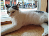 譲渡型保護ねこカフェ にじのはし: はるちゃんさんの2025年04月26日の2枚目の投稿写真