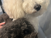 犬猫カフェ put on lap プットオンラップ 今池: りんごさんの2026年07月11日の1枚目の投稿写真