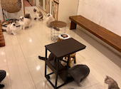 猫カフェ クラウド: Ritaさんの2025年03月16日の2枚目の投稿写真